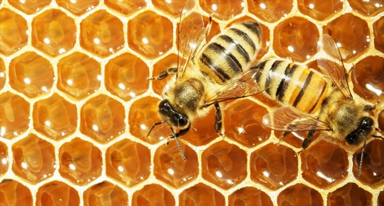 Пчелка прополис